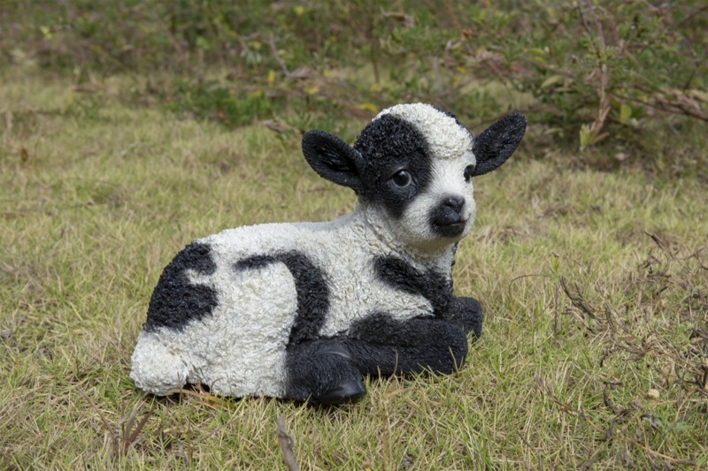 Baby Lamb Lying Down