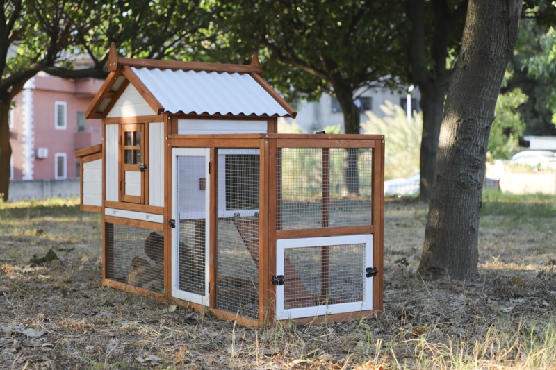 Deluxe Wooden Chicken Coop with Nesting Box