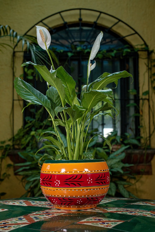 Clay Pot Planter