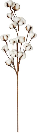 Cotton Stem