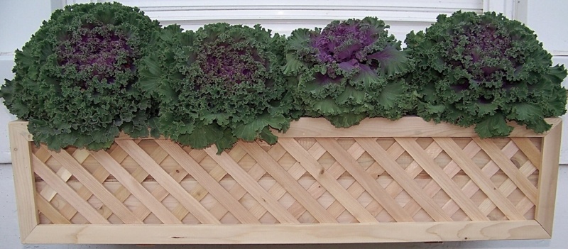 Dineen Window Box Planter
