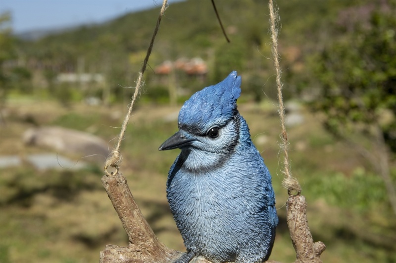 Hanging Jay on a Branch