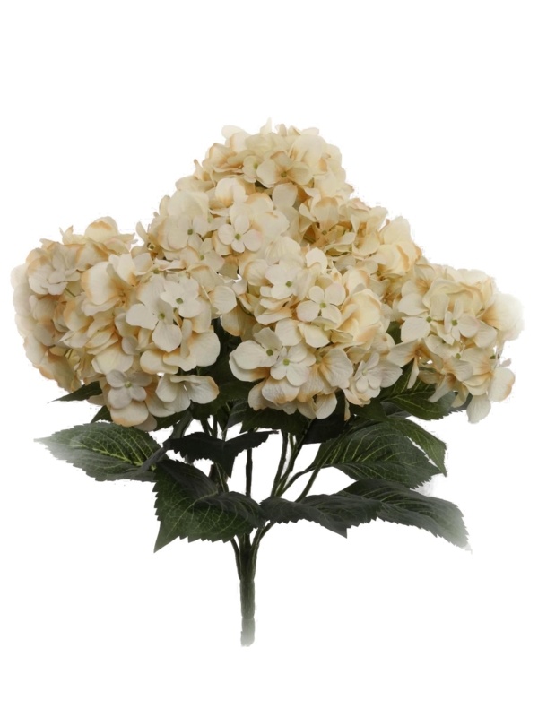 Hydrangea Bush
