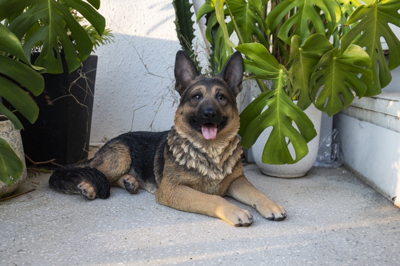 Lying German Shepherd