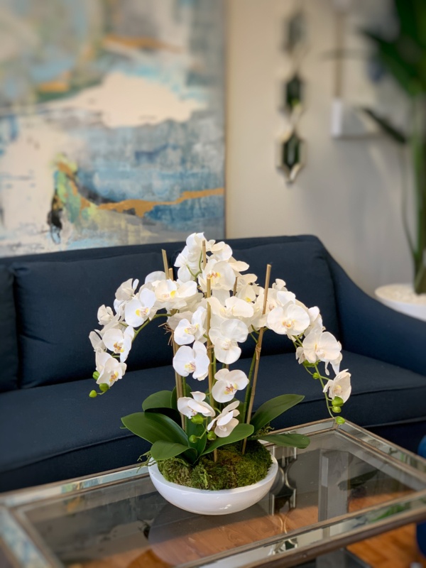 Orchid Arrangement in Ceramic Planter