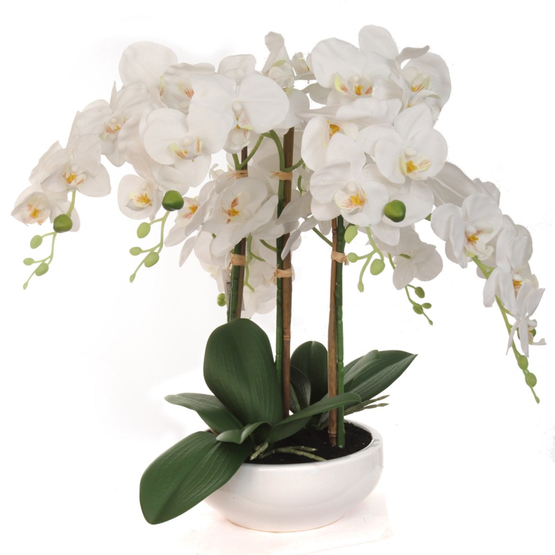 Orchid Floral Arrangement in Vase