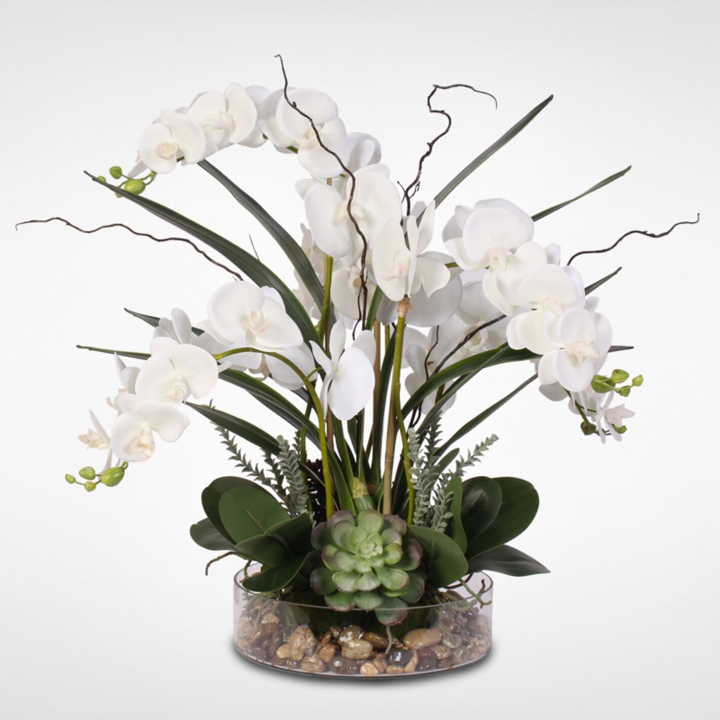 Phalaenopsis Orchid with Succulents Floral Arrangement in Pot