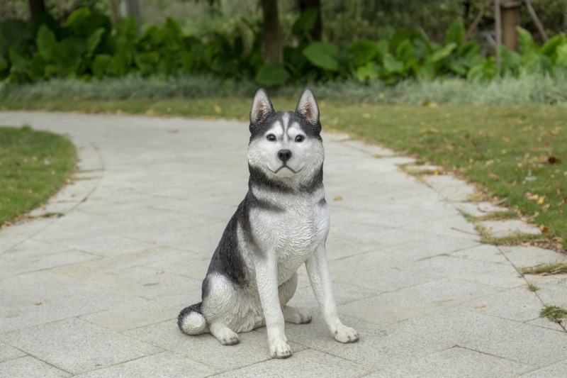 Siberian Husky Sitting