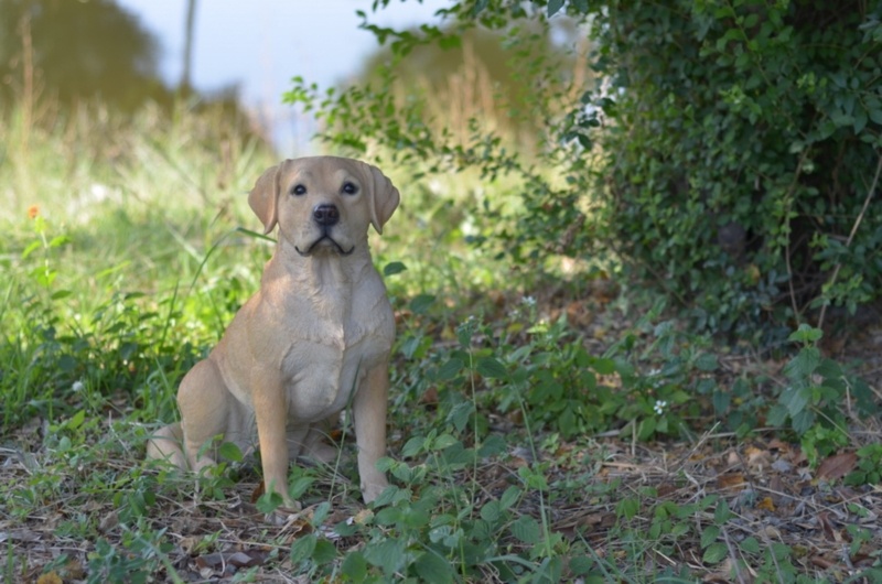 Yellow Sitting Labrador Retreiver Dog Statue