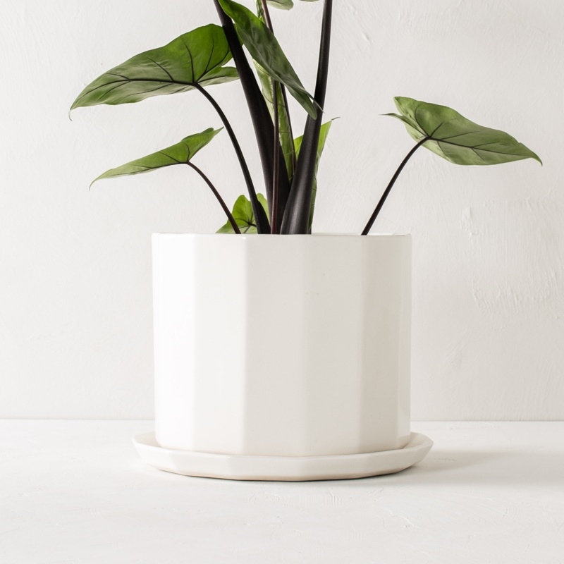 Yorel Porcelain Pot Planter