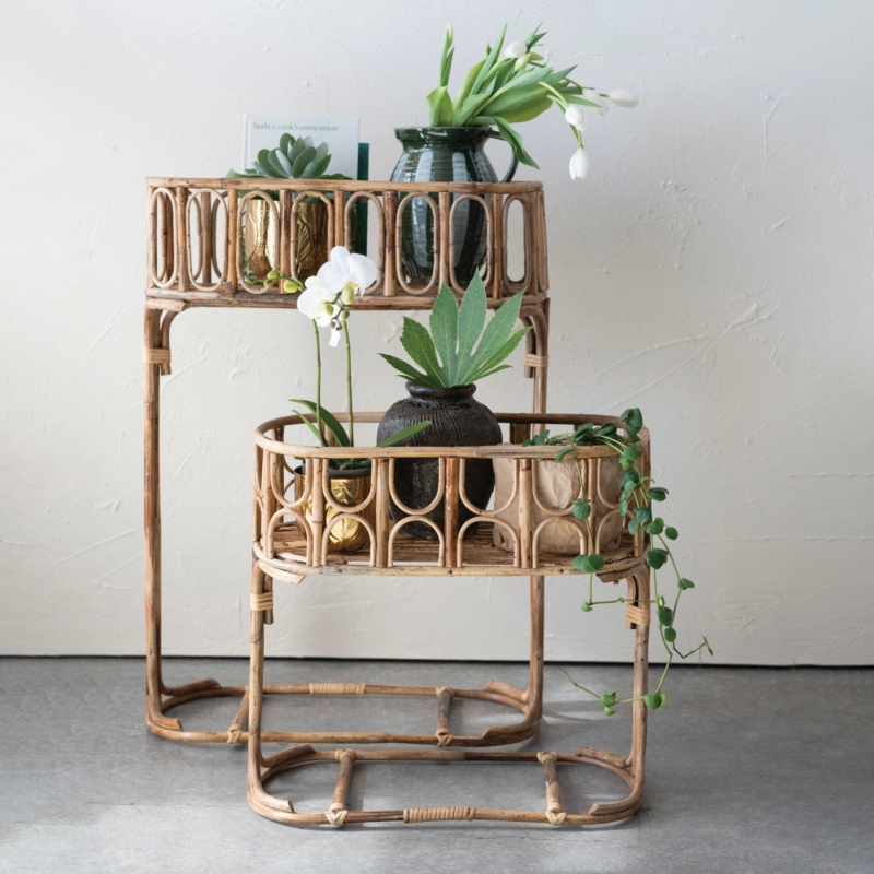 chinese house plants Chinese Evergreen – The Blooming Idea