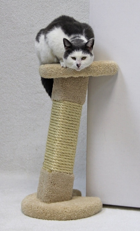 22" Isenberg Corner Cat Tree