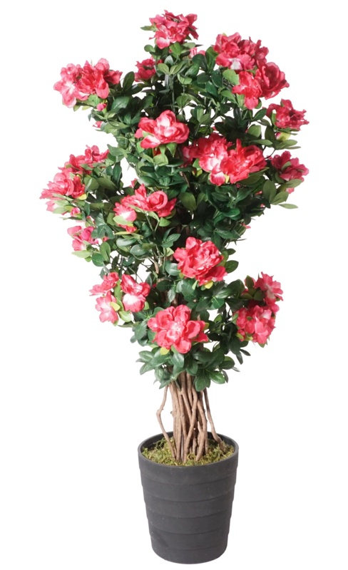 44" Multi Vine Trunk Azalea Flowering Tree in Pot