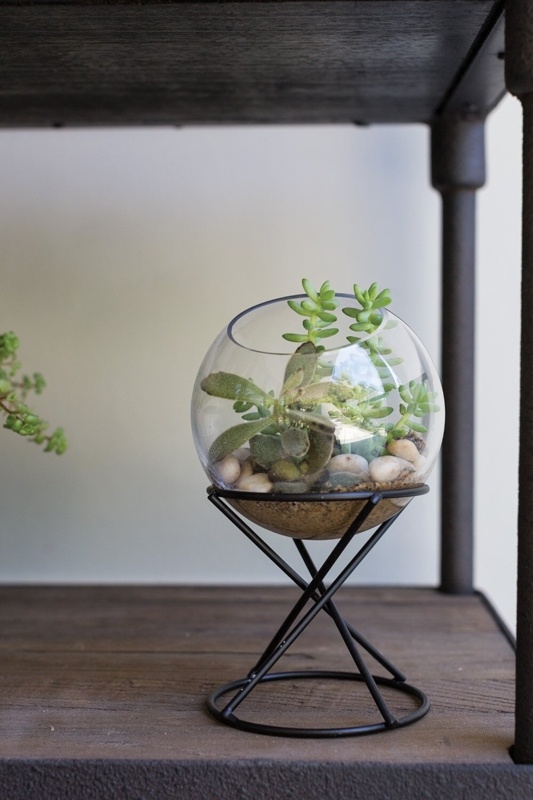 Boolia Indoor Terrarium