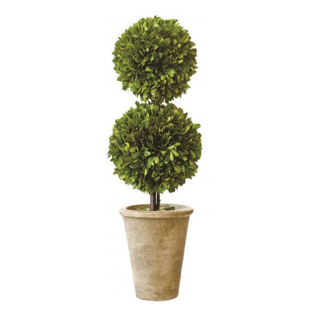 Boxwood Topiary in Ceramic Pot