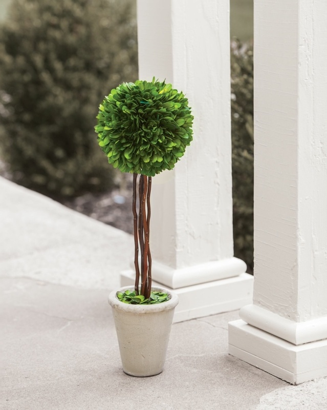 Boxwood Topiary in Concrete Planter