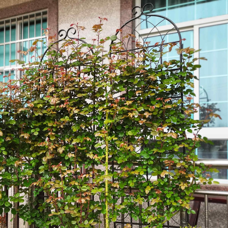 Doranna 86.7'' H x 40'' W Metal Arched Trellis