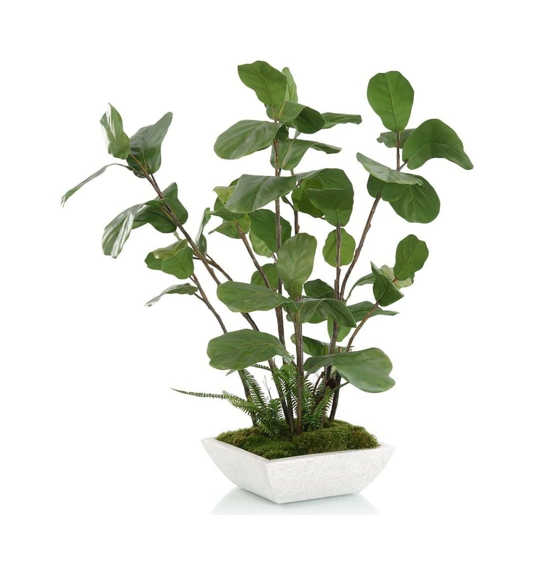 Figs & Ferns - Color: White
