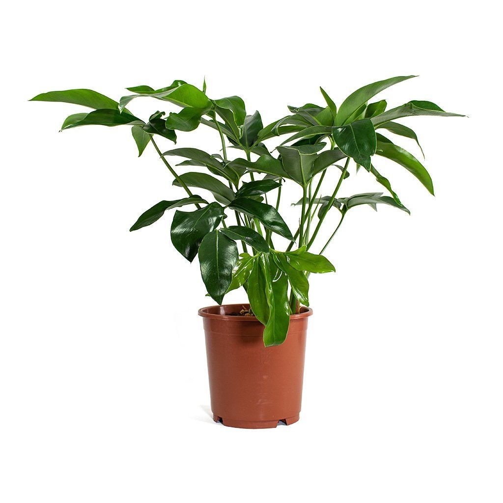 Philodendron Green Wonder - 24 x 80cm