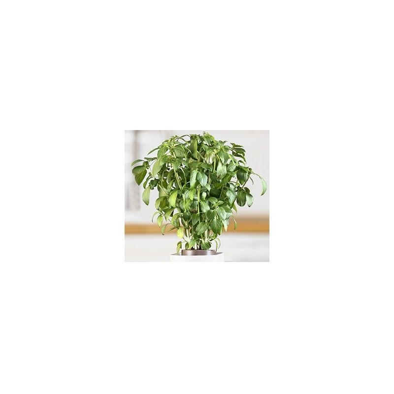 PRET A POUSSER BASILIC GRAND VERT - Recharge jardin d'intrieur