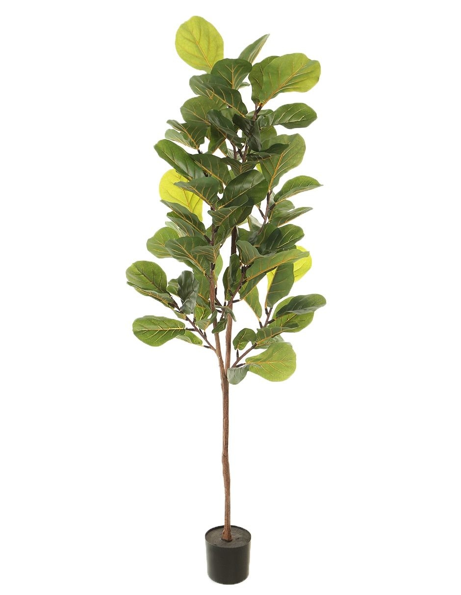 Arbol-Haus