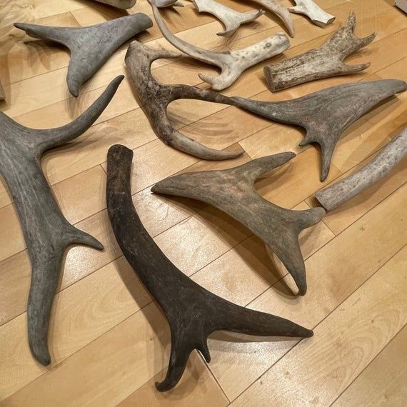 Caribou Antler for Crafts