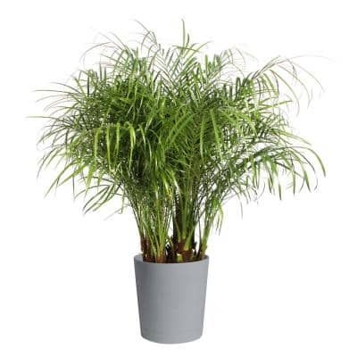 Costa Farms Roebellini, Pygmy Date Palm Plant in 10 in. Gray Decor Pot