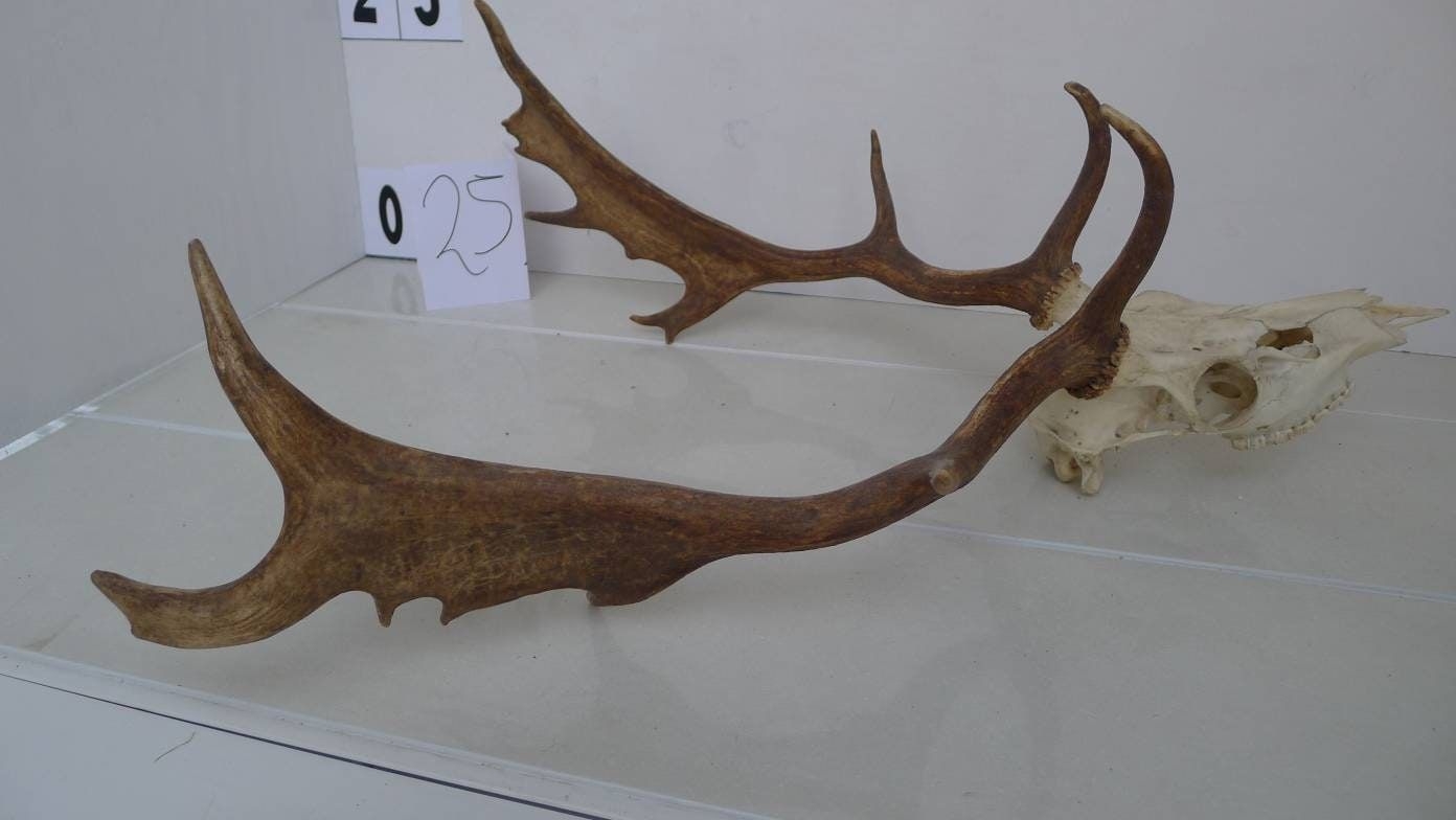 European Fallow Deer Antlers Complete Skull Ram Bull Horns Sheep Head Home Decor Display Shamanic Healing Gothic Ornament Taxidermy 25