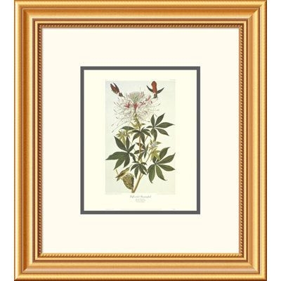 Global Gallery Ruff-Necked Hummingbird by John James Audubon Framed Painting Print Paper in Brown, Size 20.0 H x 18.0 W x 1.5 D in | Wayfair