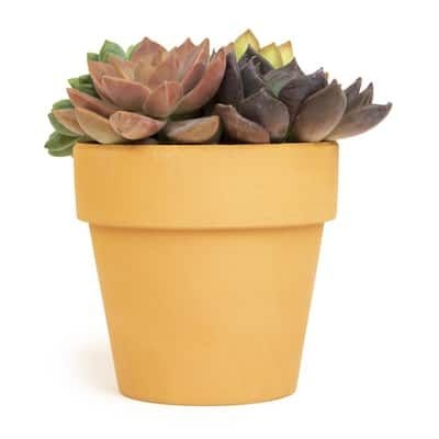 Altman Plants 9 cm Succulent Garden in Terra Cotta Clay Pot