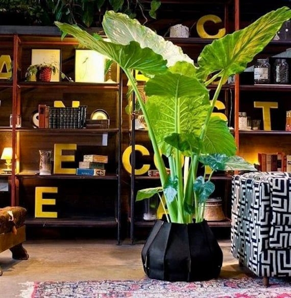 "Giant Elephant Ear ''Colocasia gigantea\" Beautiful Tropical Plant indoors or outdoors- Live Plant"