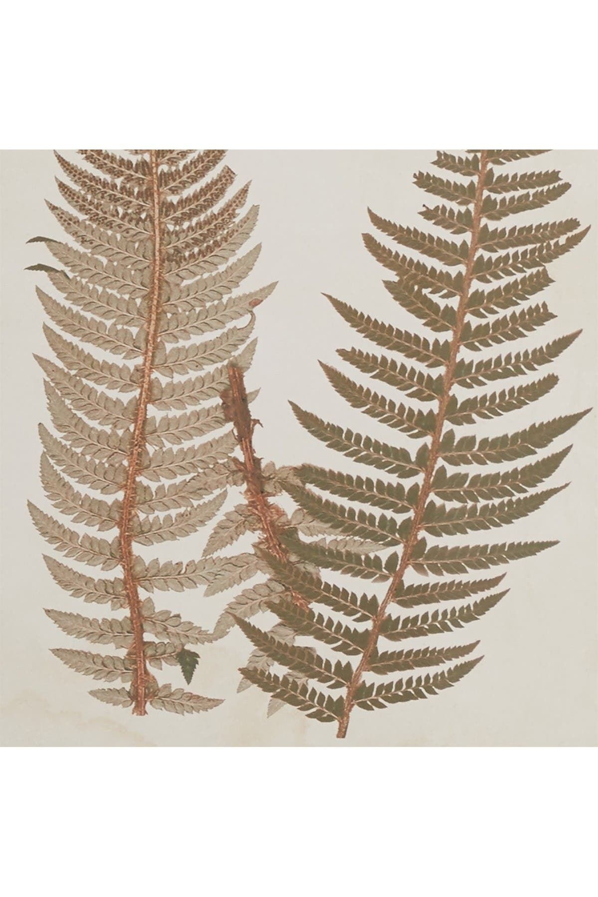WILLOW ROW Large Vintage Style Fern Shadow Boxes Wall Art - Set of 2 in Brown at Nordstrom Rack