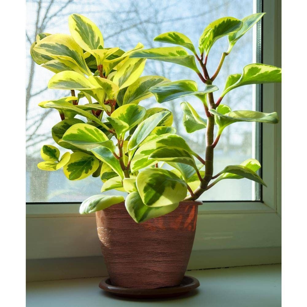 1 gal pot. Peperomia obtusifolia Variegata - Variegated Baby Rubber Plant. Succulents Plant. Houseplant.