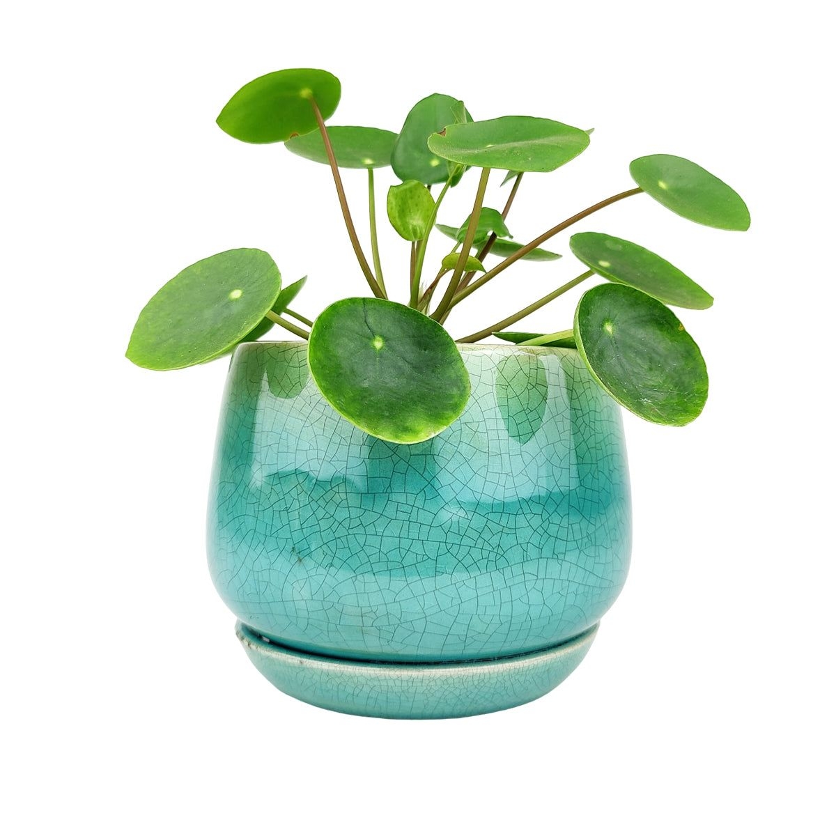 6 inch Geo Bell Aqua-Layered Crackle Ceramic Planter