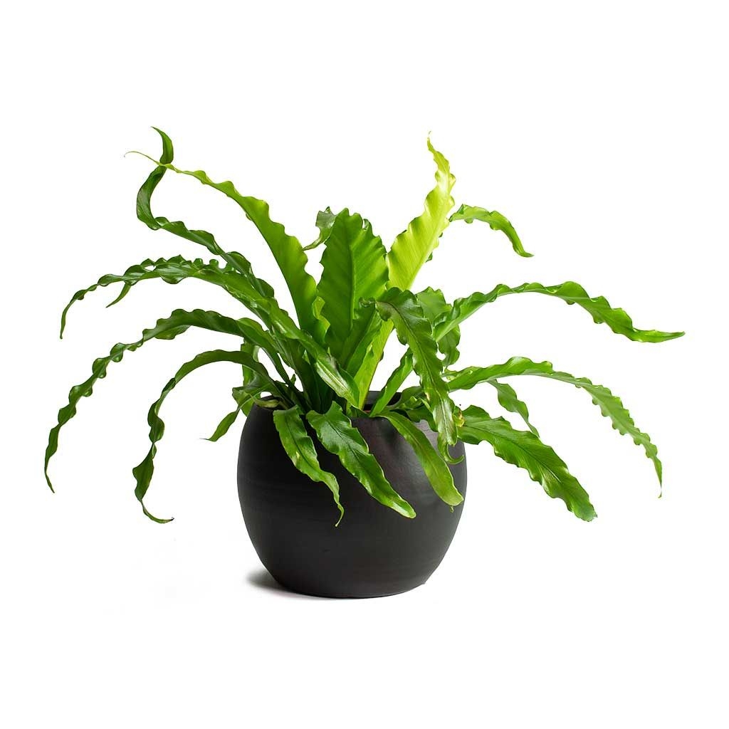 Asplenium Osaka - Japanese Bird's Nest Fern - 17 x 50cm