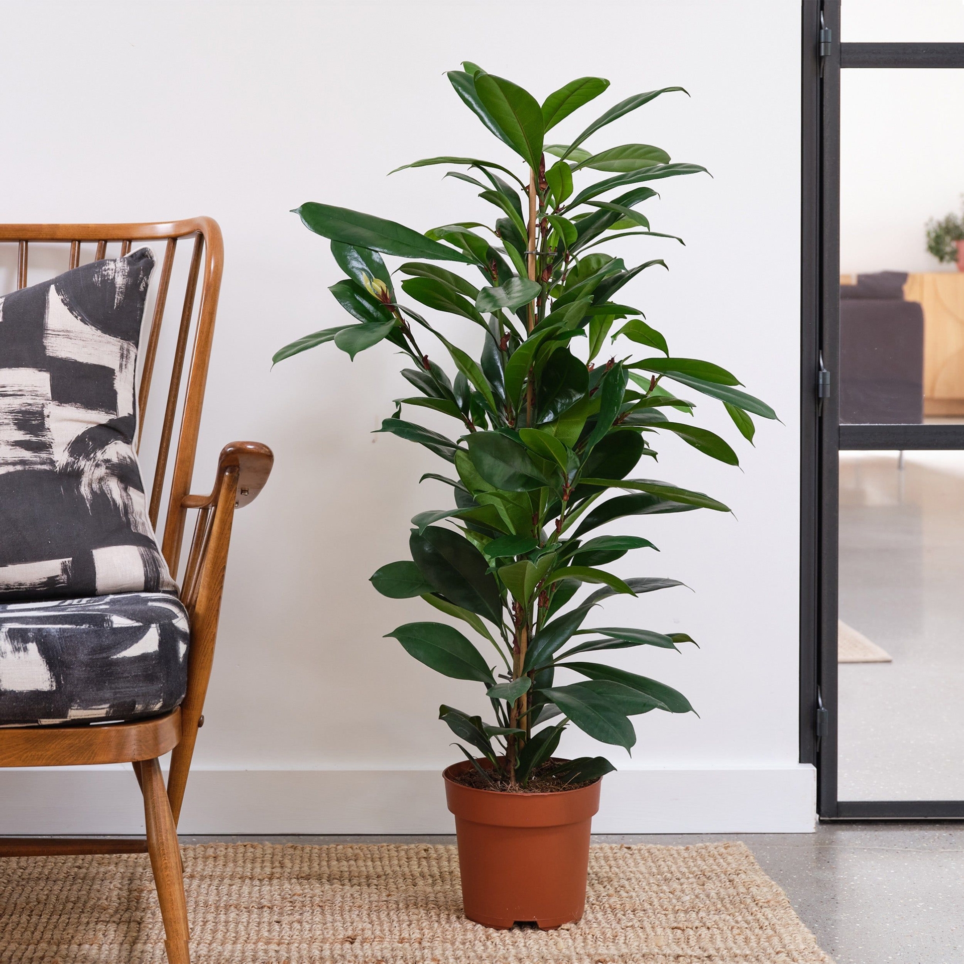 Beards & Daisies Brown H 100-110cm African Fig House Plant