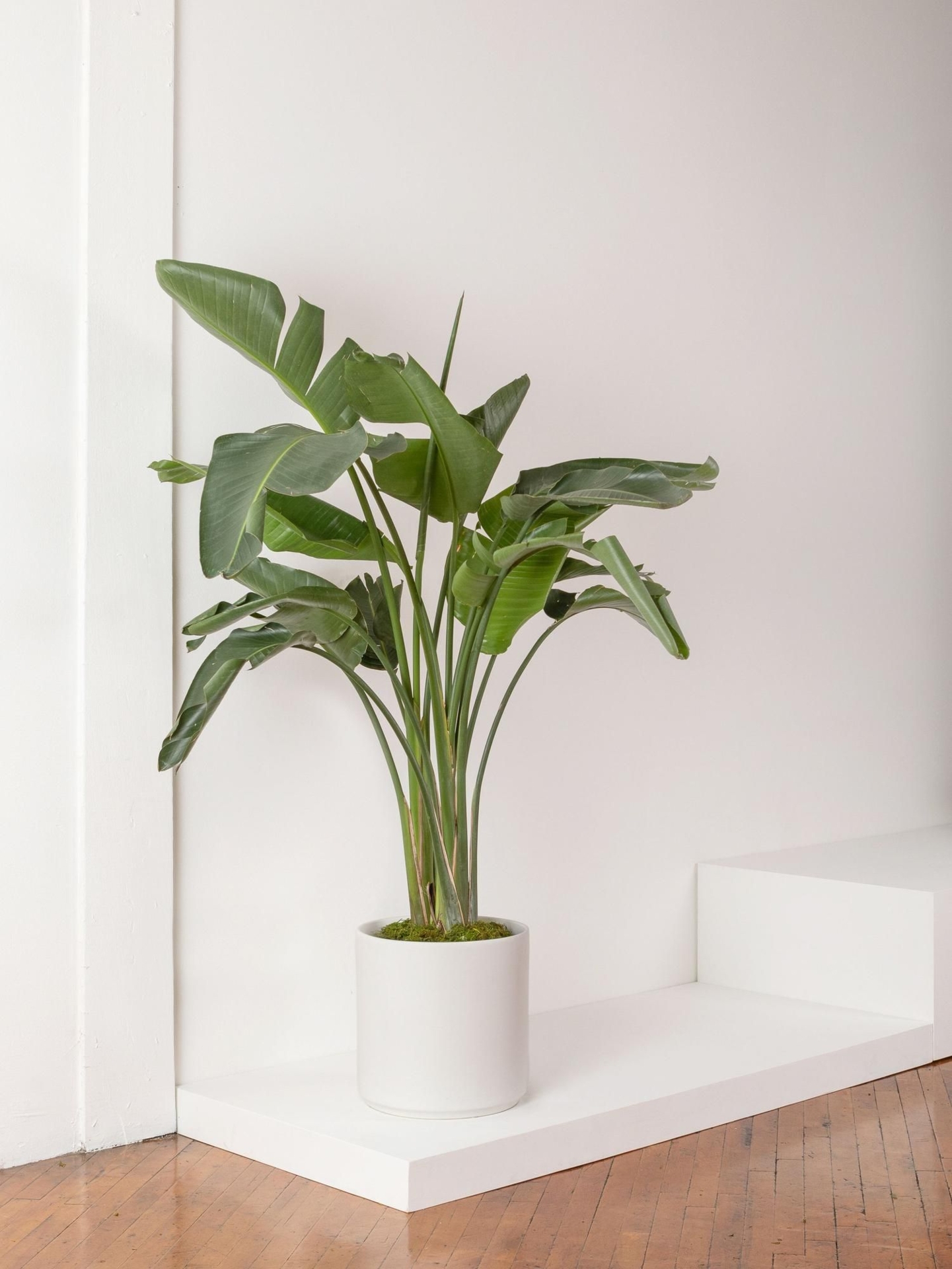 Bird of Paradise - White Ceramic