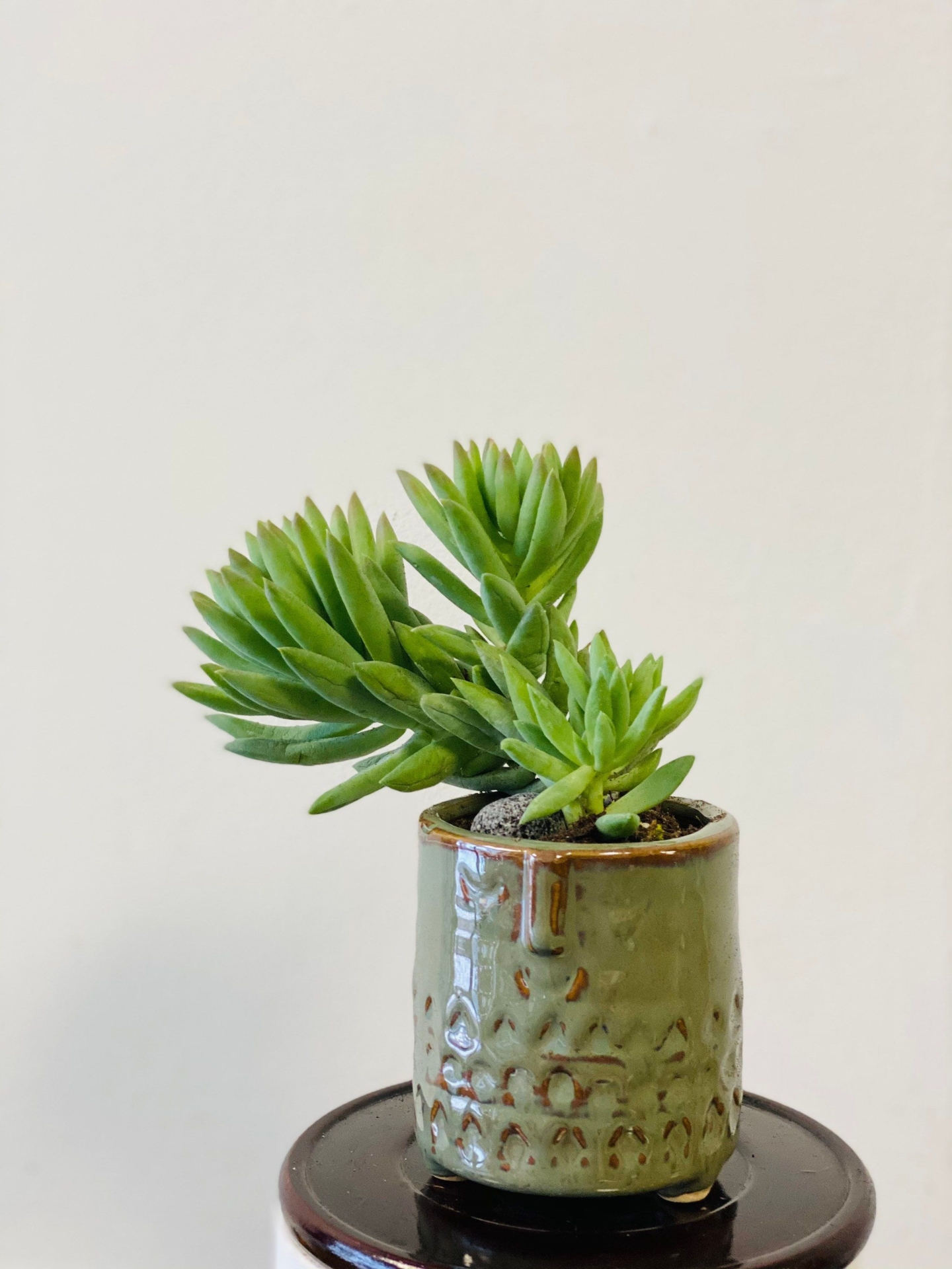 "Burro Succulents  Sedum Morganianum Donkey Tail live plant well rooted in 3\" Ceramic Face Pot with drainage hole"