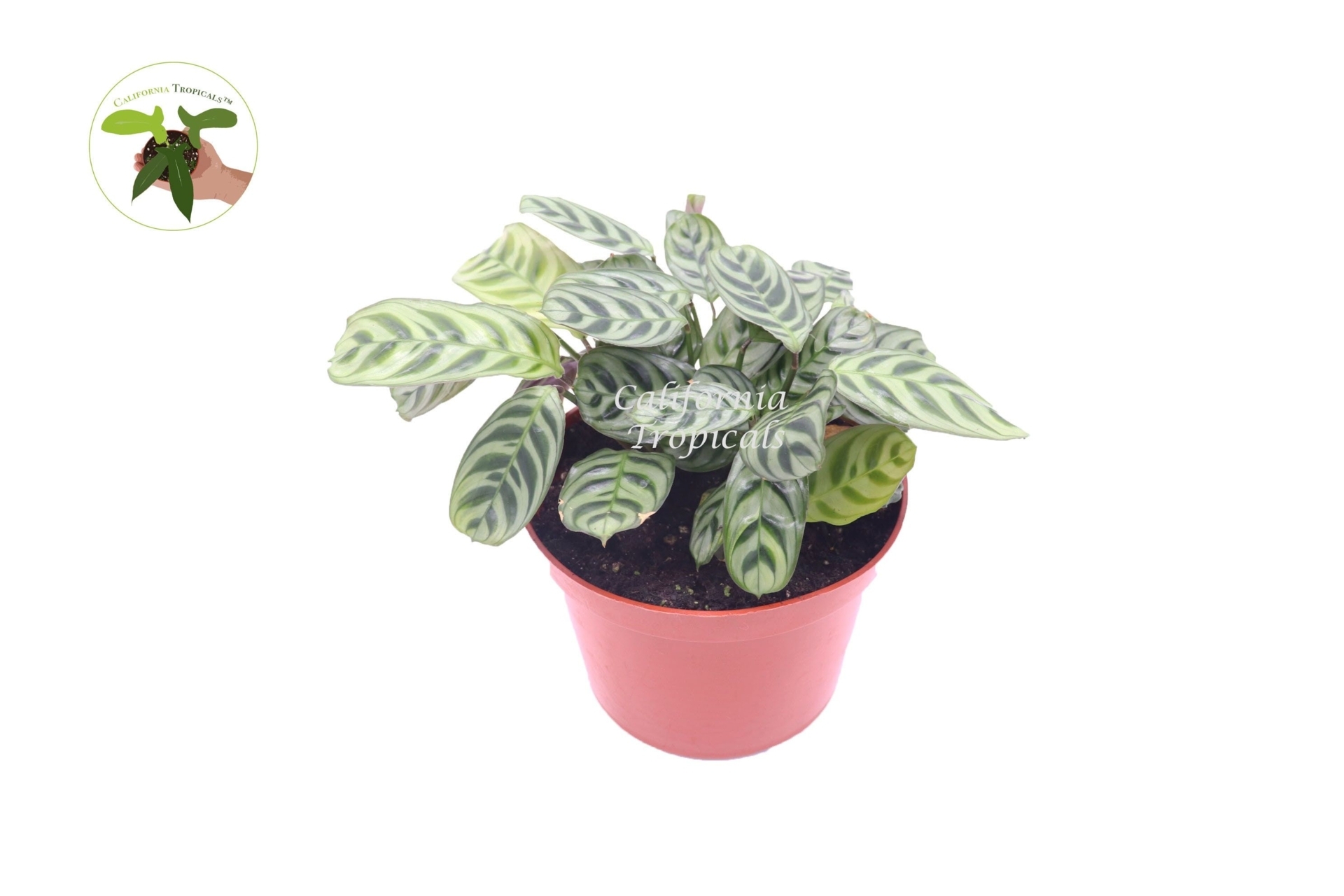 "Calathea Ctenanthe x Burle Marx - 6\" from California Tropicals"
