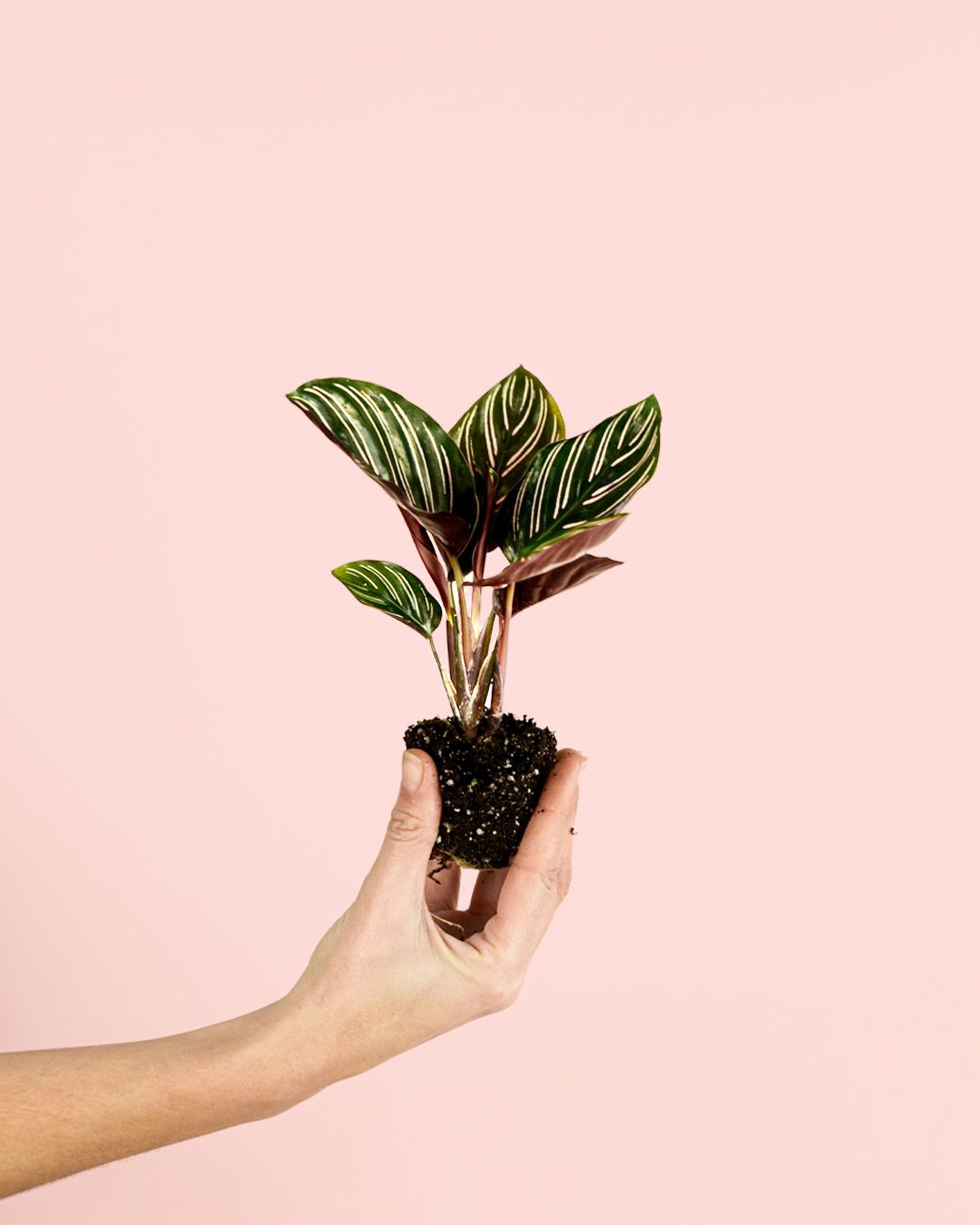 Calathea Ornata Mini