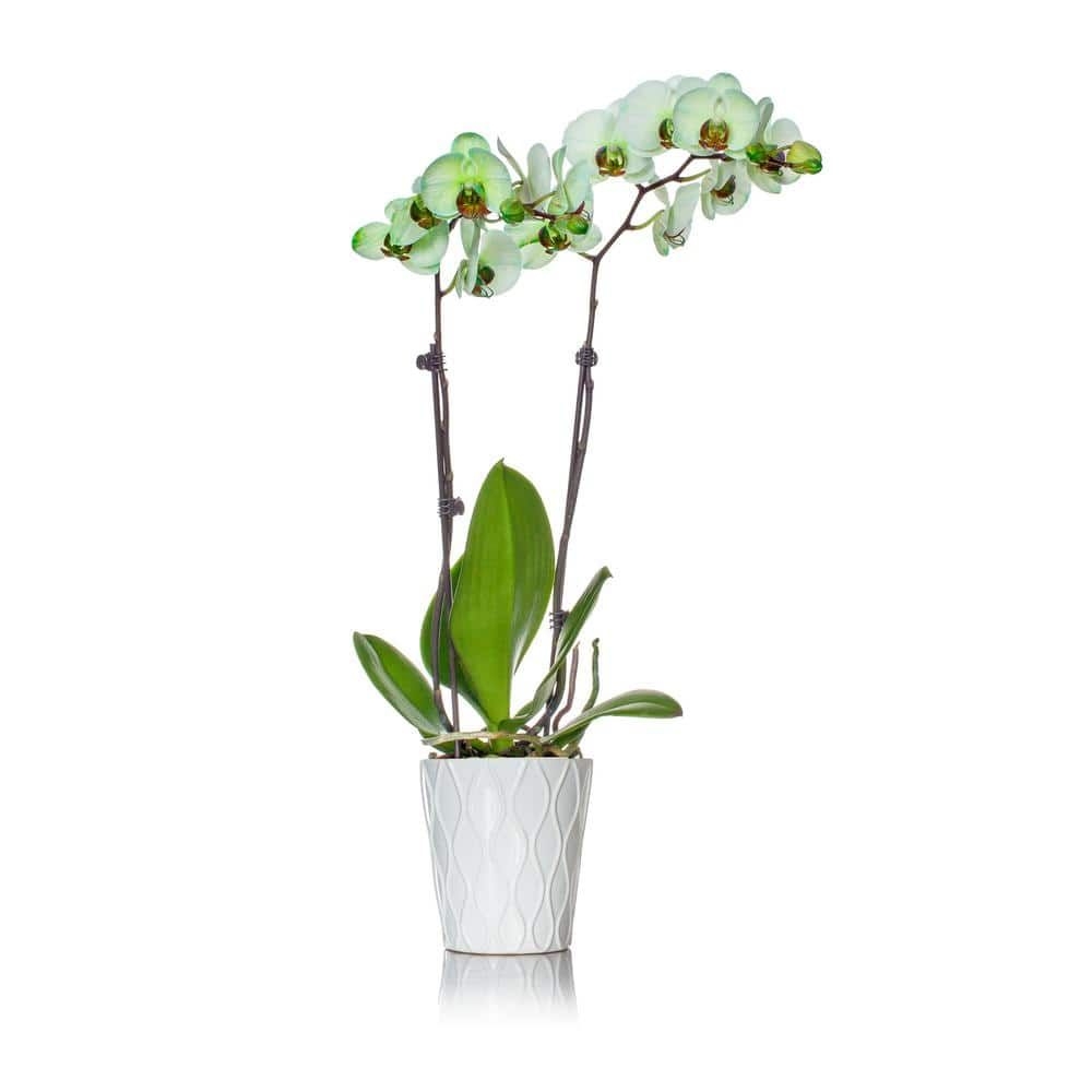 Classic Green Watercolor in Ceramic Pot