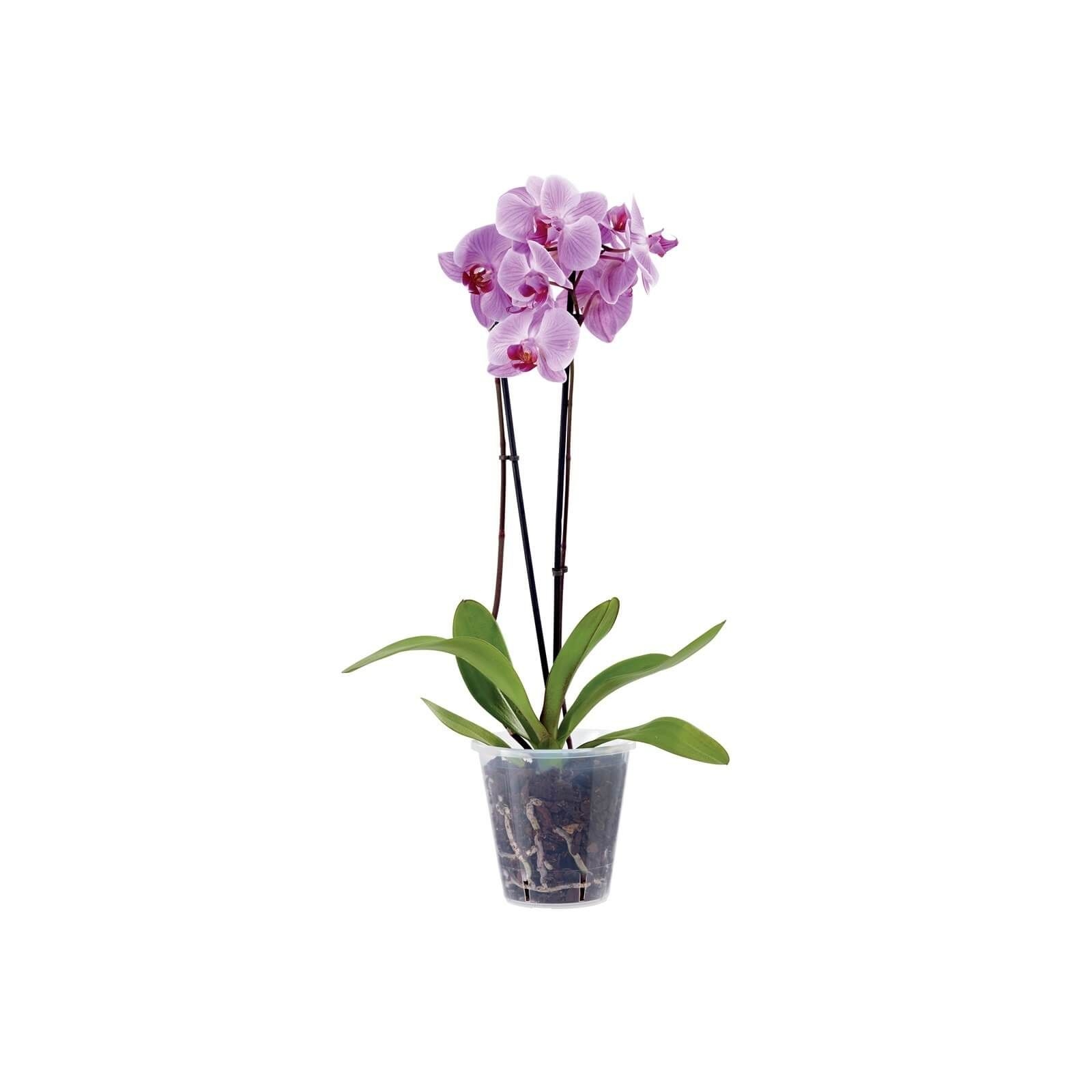 Clear Plastic Pot - 13cm