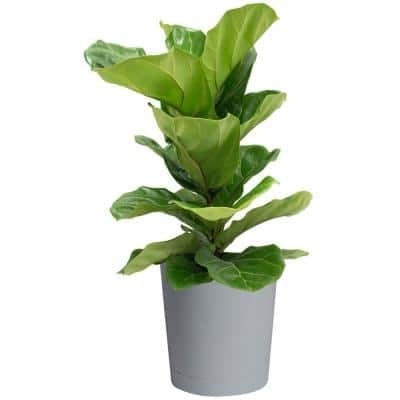 Costa Farms Ficus Lyrata, Fiddle Leaf Fig Floor Plant in 10 in. Gray Planter