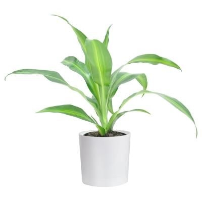 Costa Farms Grower's Choice Dracaena Plant in 4in. White Cylinder Pot