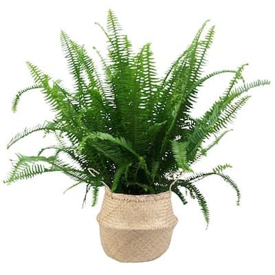 Costa Farms Kimberly Queen Fern Indoor/Outdoor Plant in 9.25 in. Natural Dcor Basket, Avg. Shipping Height 1-2 ft. Tall