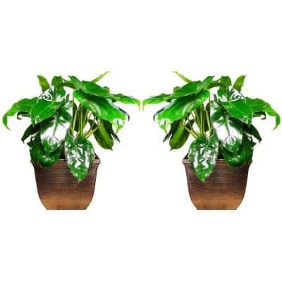EverGrace Philodendron Burle Marx Plant in 8 in. Decorative Resin Pot (2-Pack)