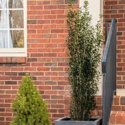 GARDENER'SCONFIDENCE 2 Gal. Jade Lance Japanese Holly (Ilex), Live Plant, Upright Growth Habit, Glossy Foliage, Burgundy New Growth