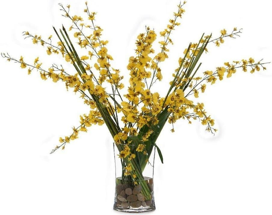 Golden Oncidiums - Natural