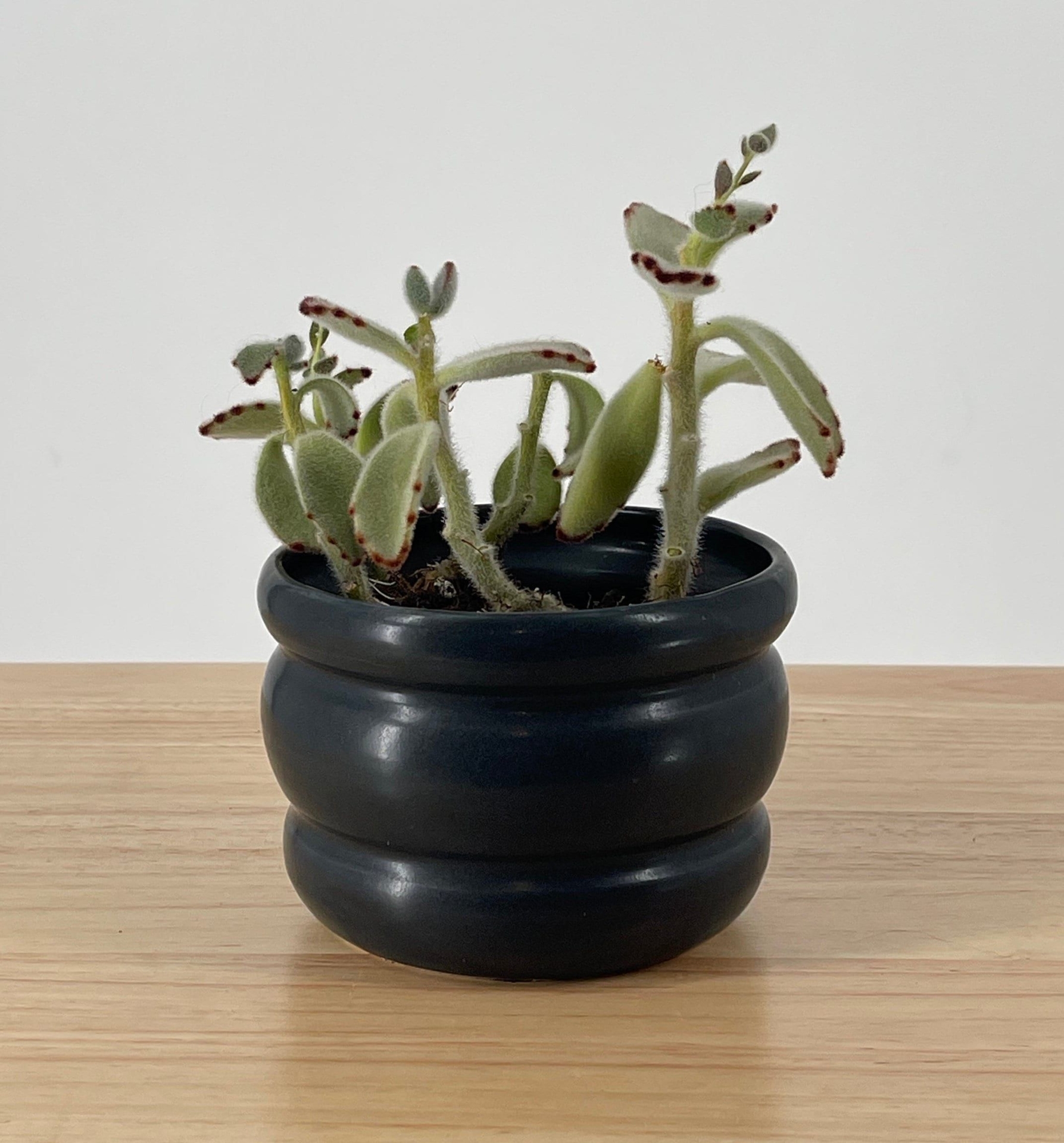 Handmade Ceramic Bubble Planter