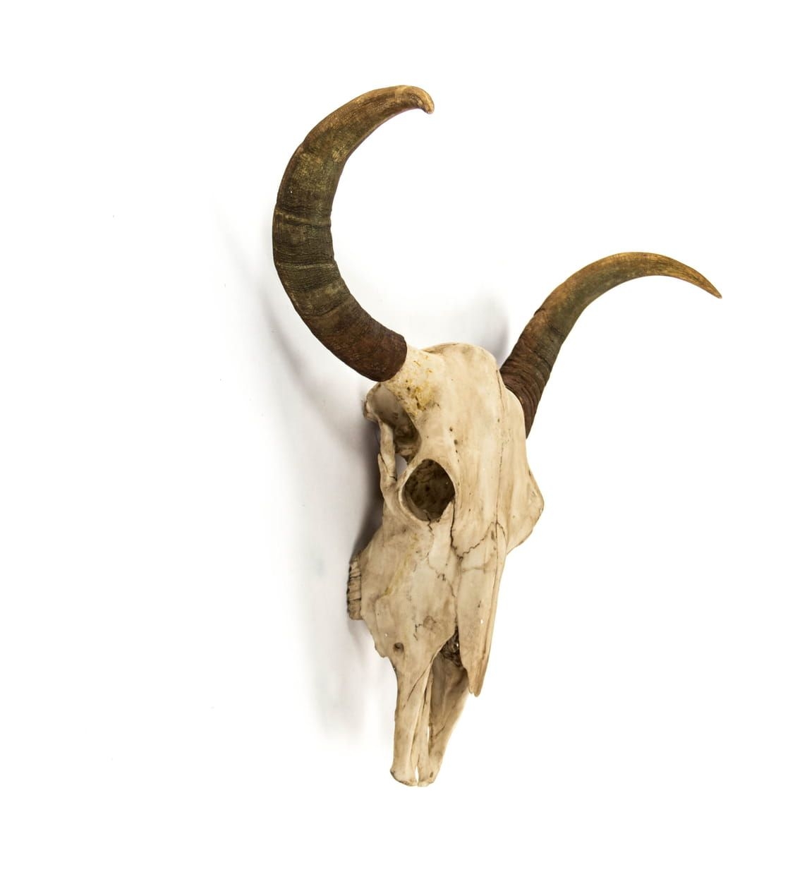 Haywood Skull Wall Decor - Color: Antique Off-White
